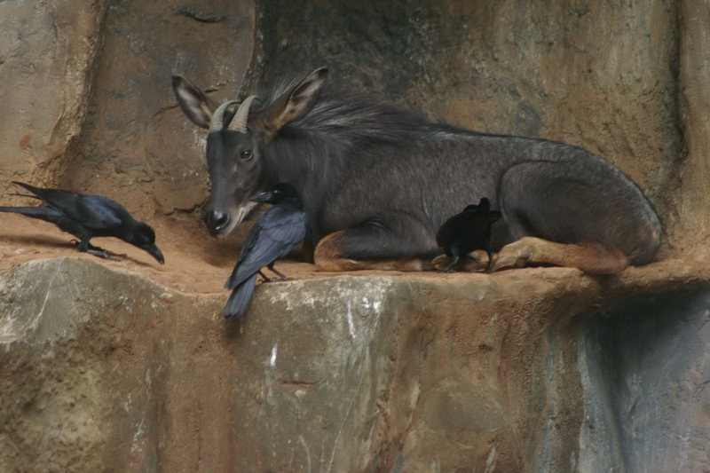 Thailand, Bangkok, Dusit Zoo